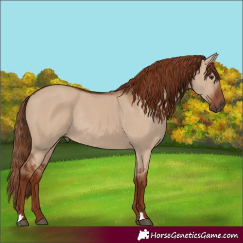 Horse Color:Red Dun Rabicano