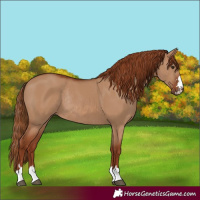 Horse Color:Red Dun Rabicano 