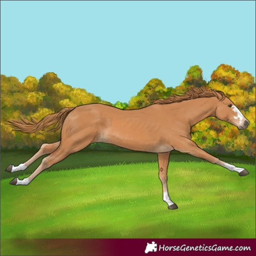 Horse Color:Chestnut 