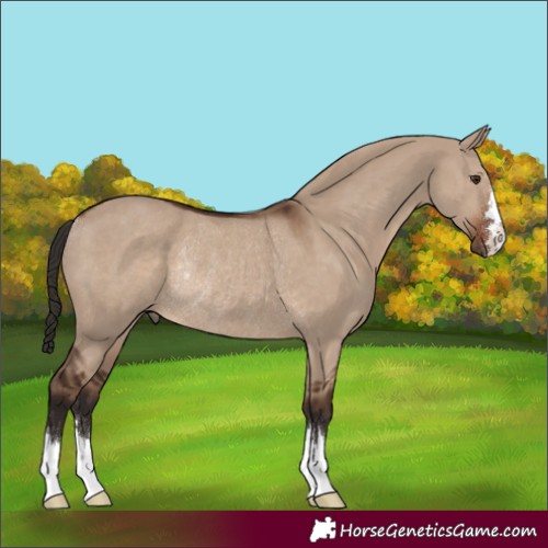 Horse Color:Liver Red Dun Rabicano 