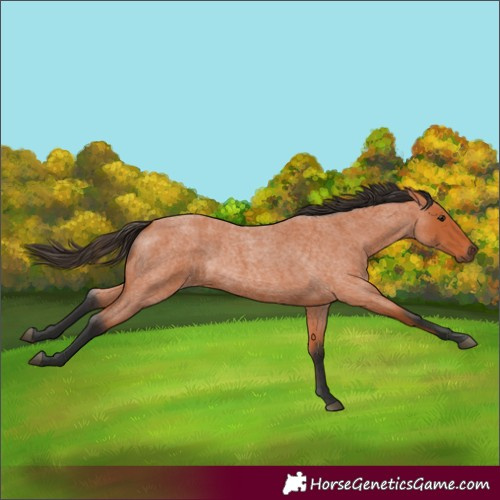 Horse Color:Bay Roan 