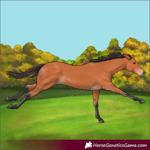 Horse Color:Bay 