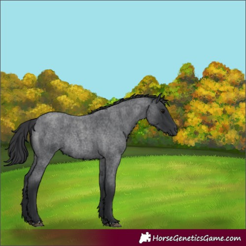 Horse Color:Blue Roan Rabicano 