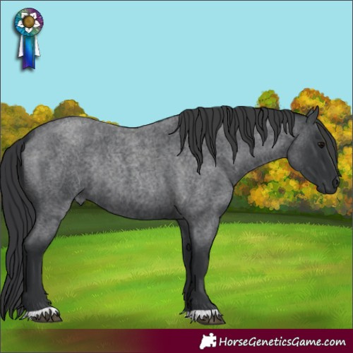 Horse Color:Blue Roan Rabicano 