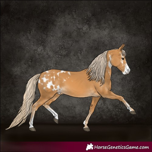 Horse Color:Palomino Sabino Blanket 