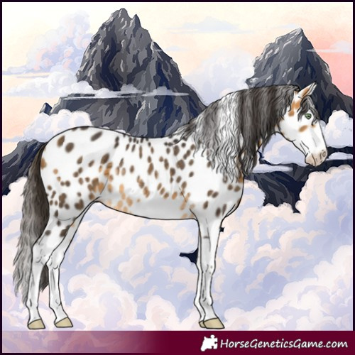 Horse Color:Buckskin Splash Frame Leopard Rabicano