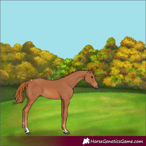 Horse Color:Chestnut Tobiano 