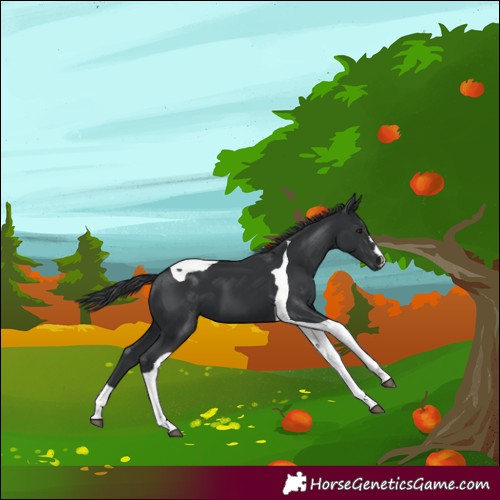 Horse Color:Black Tobiano
