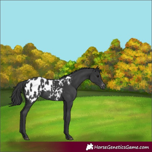 Horse Color:Black Near Leopard 