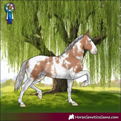 Horse Color:White Spotted Silver Sable Champagne Splash Tobiano Rabicano 