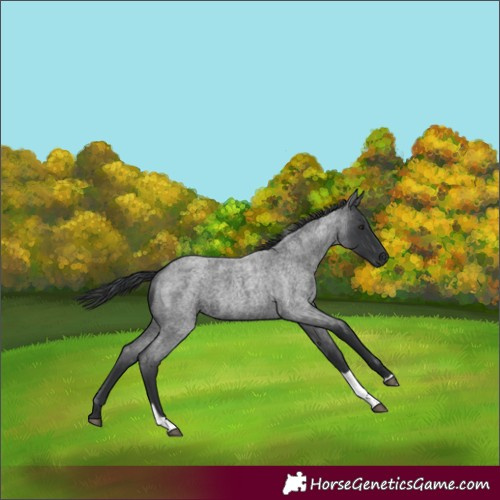 Horse Color:Blue Roan Tobiano