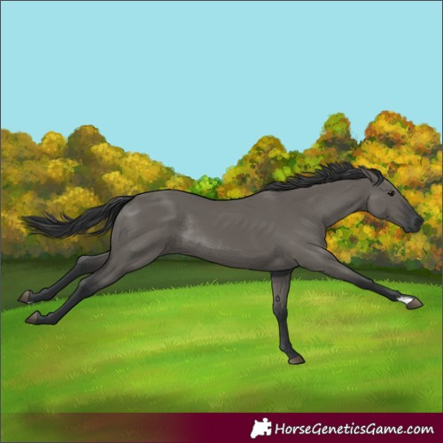 Horse Color:Grullo Rabicano