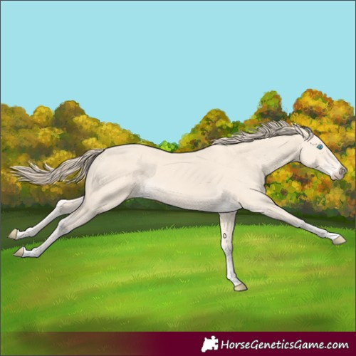 Horse Color:Perlino 