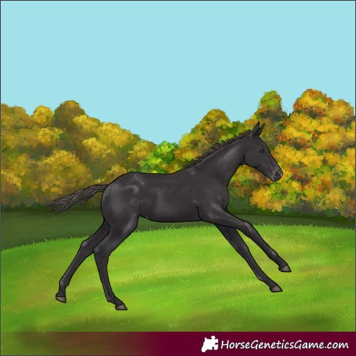 Horse Color:Smoky Black Appaloosa 
