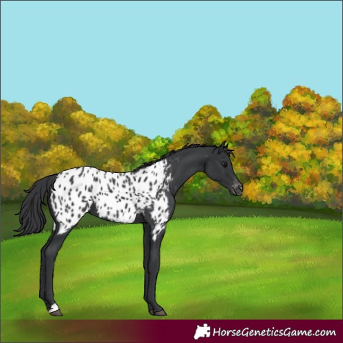 Horse Color:Black Appaloosa 