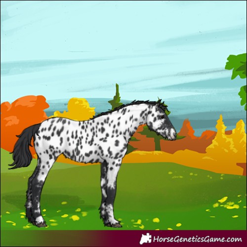 Horse Color:Black Appaloosa 