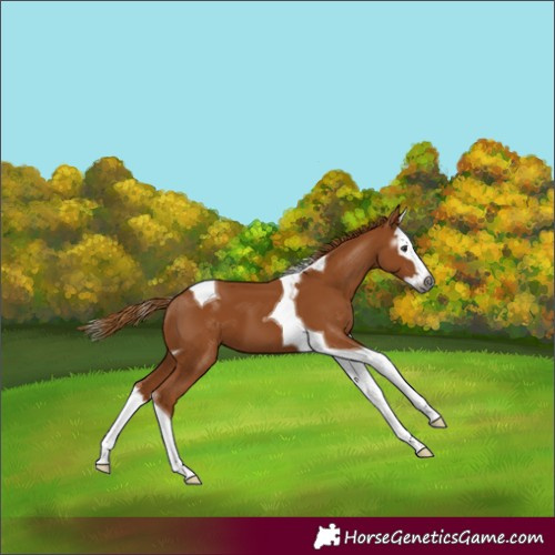 Horse Color:Gray Chestnut Splash Tobiano