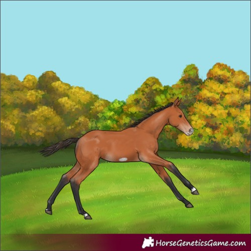 Horse Color:Bay Frame