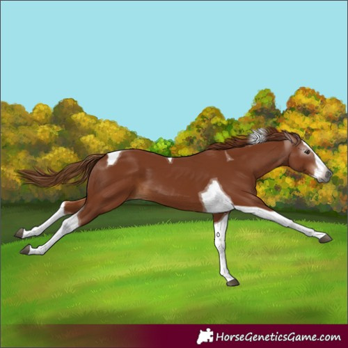 Horse Color:Gray Chestnut Splash Tobiano 