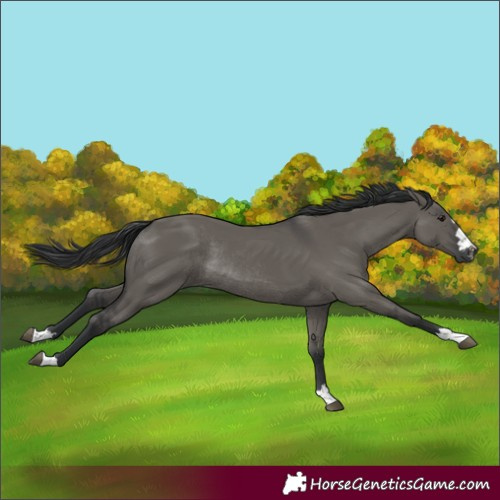 Horse Color:Grullo Rabicano