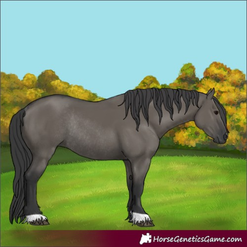 Horse Color:Grullo Rabicano 