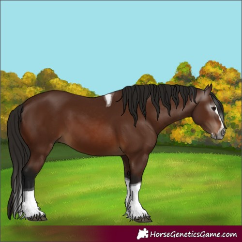 Horse Color:Gray Bay Splash Tobiano