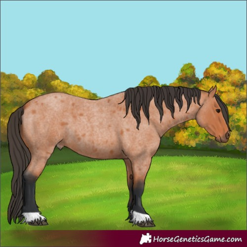 Horse Color:Bay Roan 