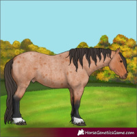Horse Color:Bay Roan 
