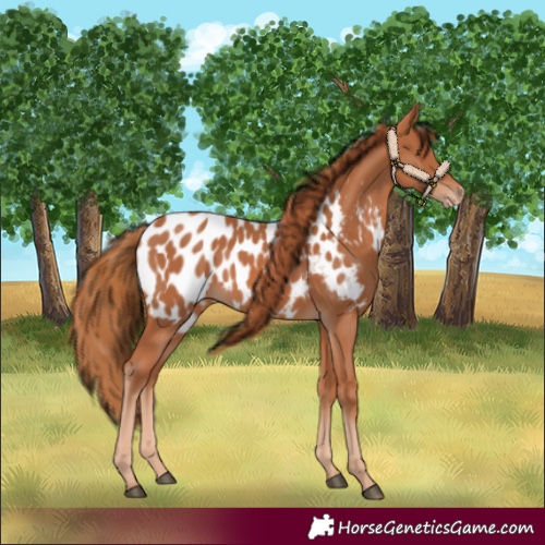Horse Color:Unknown 