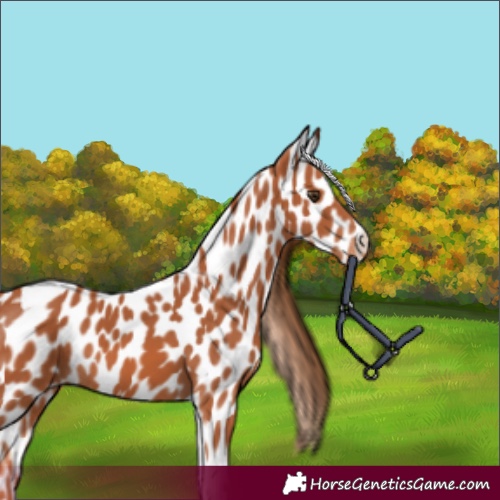 Horse Color:Chestnut Tobiano Appaloosa 