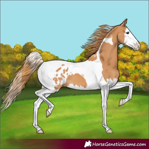 Horse Color:Chestnut Splash Tobiano Blanket