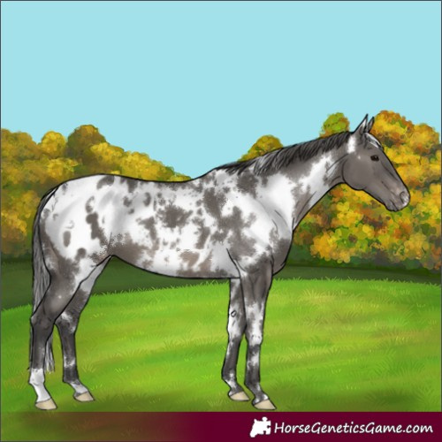 Horse Color:White Spotted Grullo Blanket