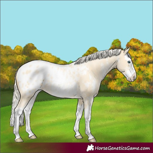 Horse Color:Palomino Pearl Sabino Splash Blanket 