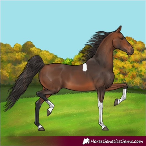 Horse Color:Bay Tobiano