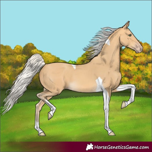 Horse Color:Silver Amber Cream Champagne Tobiano