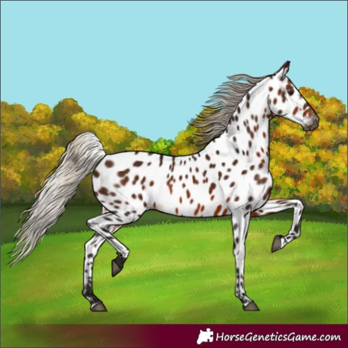 Horse Color:Gray Silver Bay Near Leopard 