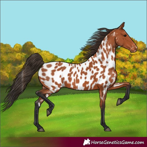 Horse Color:Bay Near Leopard