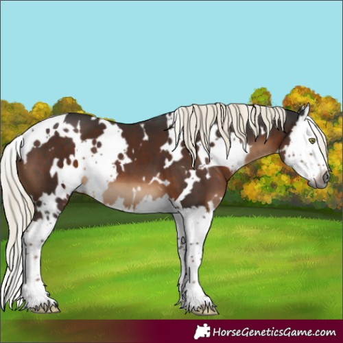 Horse Color:Gray White Spotted Liver Chestnut Mushroom Splash 