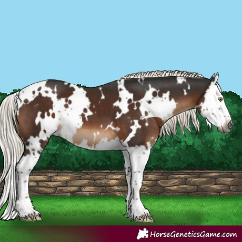 Horse Color:Gray White Spotted Liver Chestnut Mushroom Splash