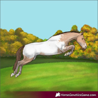 Horse Color:Amber Champagne Appaloosa