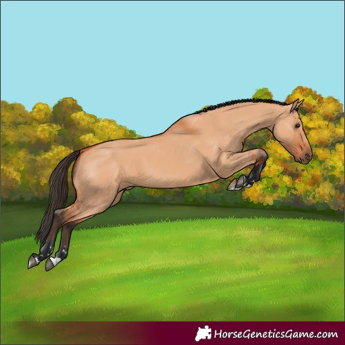 Horse Color:Bay Dun 