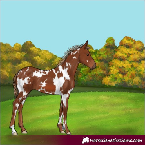 Horse Color:White Spotted Chestnut