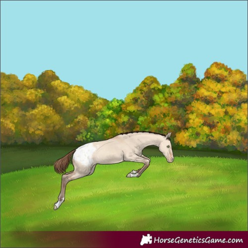 Horse Color:Amber Champagne Dun Appaloosa