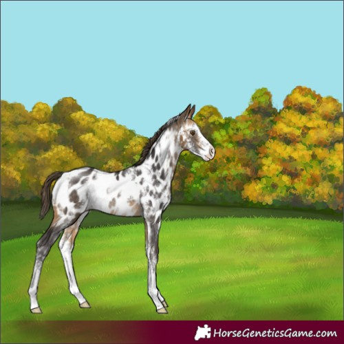 Horse Color:Buckskin Sabino Appaloosa Rabicano