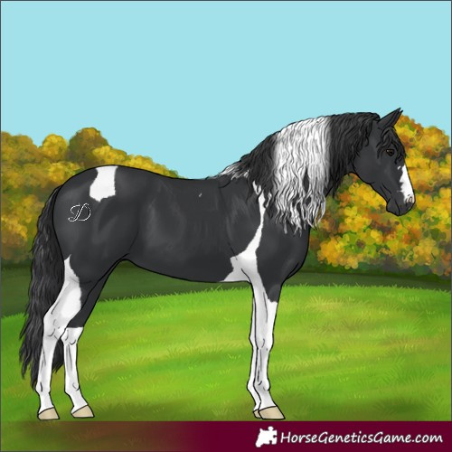 Horse Color:Black Tobiano