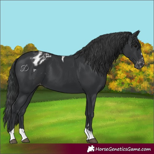 Horse Color:Black Tobiano Varnish 