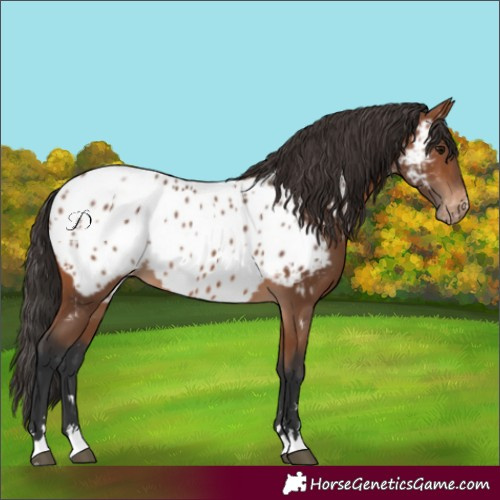 Horse Color:Bay Near Leopard 