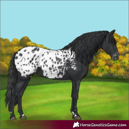 Horse Color:Black Blanket 