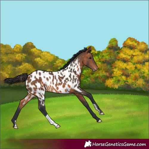 Horse Color:Bay Appaloosa 
