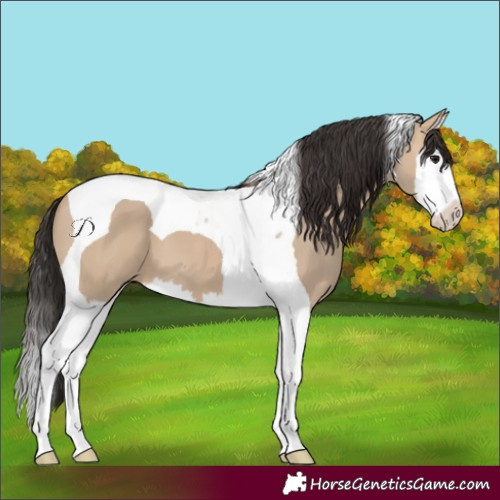 Horse Color:Bay Dun Splash Tobiano